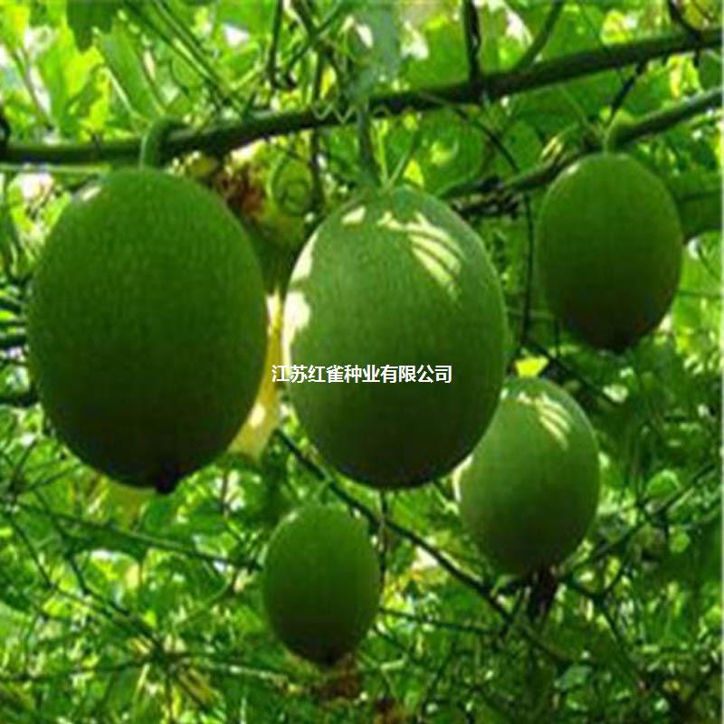 瓜蒌种子苗中药材种子野生瓜蒌皮食用干净无杂吊瓜栝楼四季播种