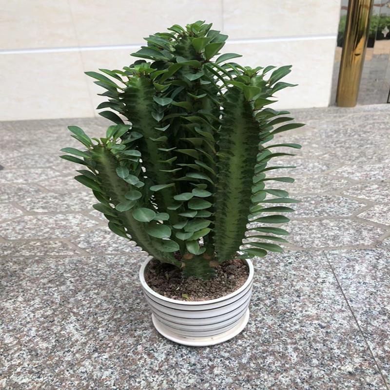 巴西龙骨盆栽室内外庭院绿植吸甲醛防辐射仙人掌多肉植物好养易活