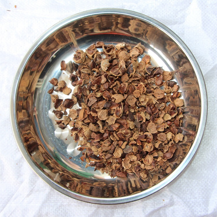 新采池杉种子 厂家直销 池杉种子 水杉种子 品种 绿化苗木