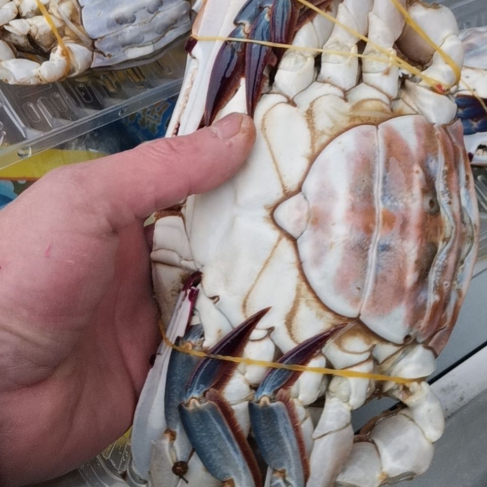 红膏蟹梭子蟹咸炝蟹二母蟹红膏老蟹大公蟹鲜活冷冻海蟹飞蟹