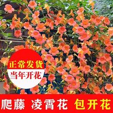 【长花期】凌霄花苗爬藤植物四季藤本花卉阳台庭院特大苗耐寒