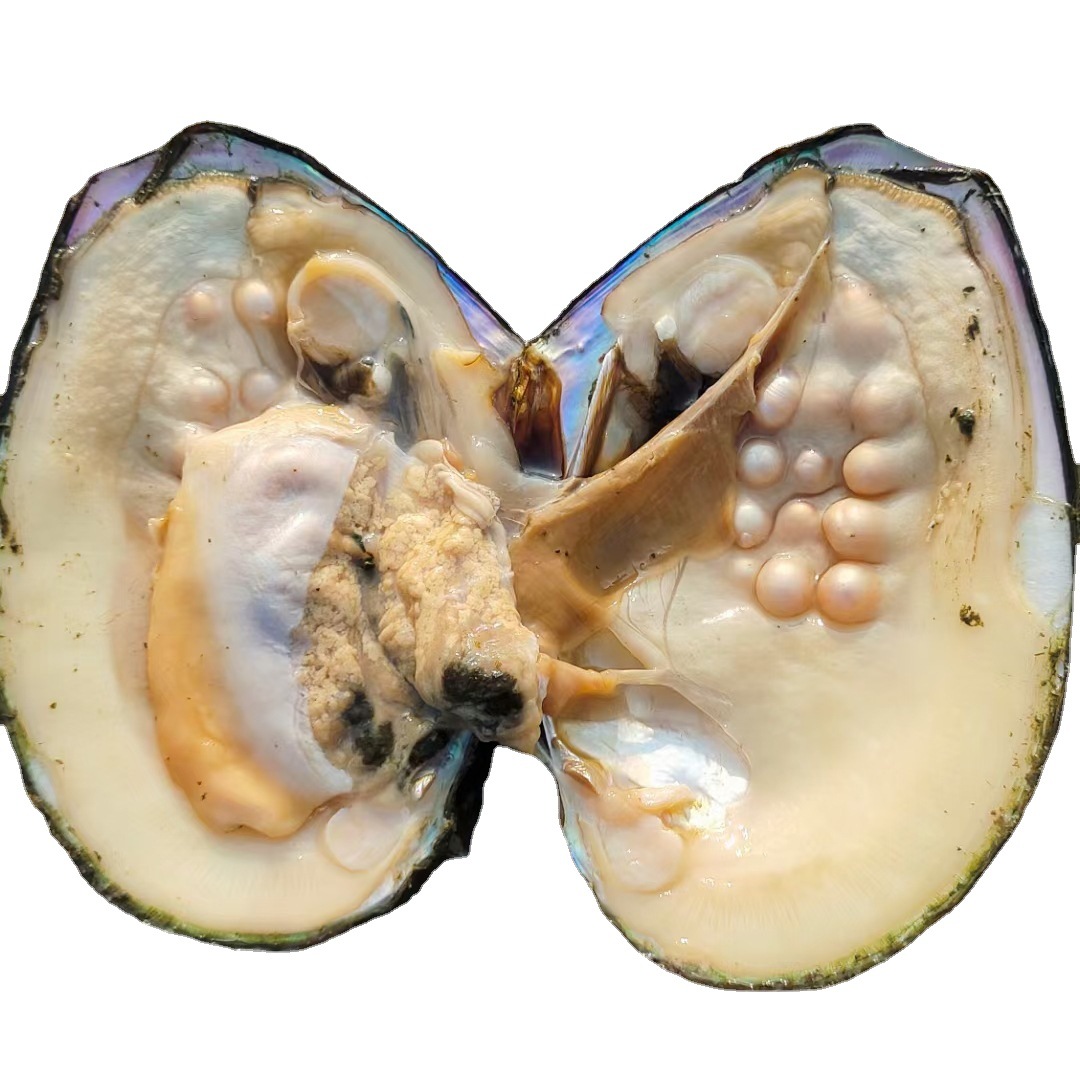 0成交0个珍珠养殖场产地直销五角星星星珍珠蚌0649.