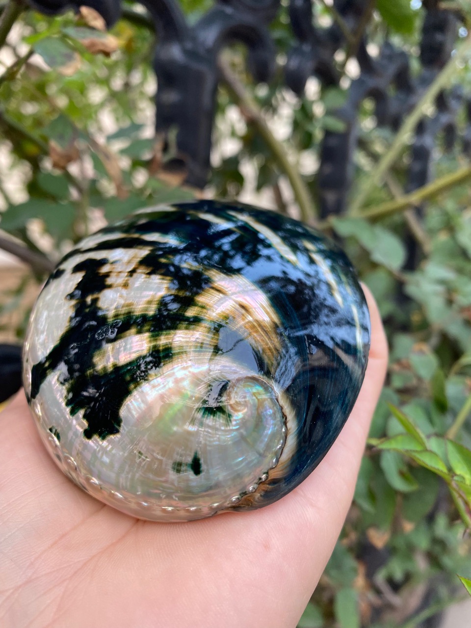 10-11厘米炫彩光泽黑金鲍 黑鲍鱼壳 天然贝壳海螺 鼠尾草燃烧壳