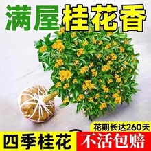 四季桂花树好养浓香型盆栽阳台庭院金桂花卉老桩室内易活