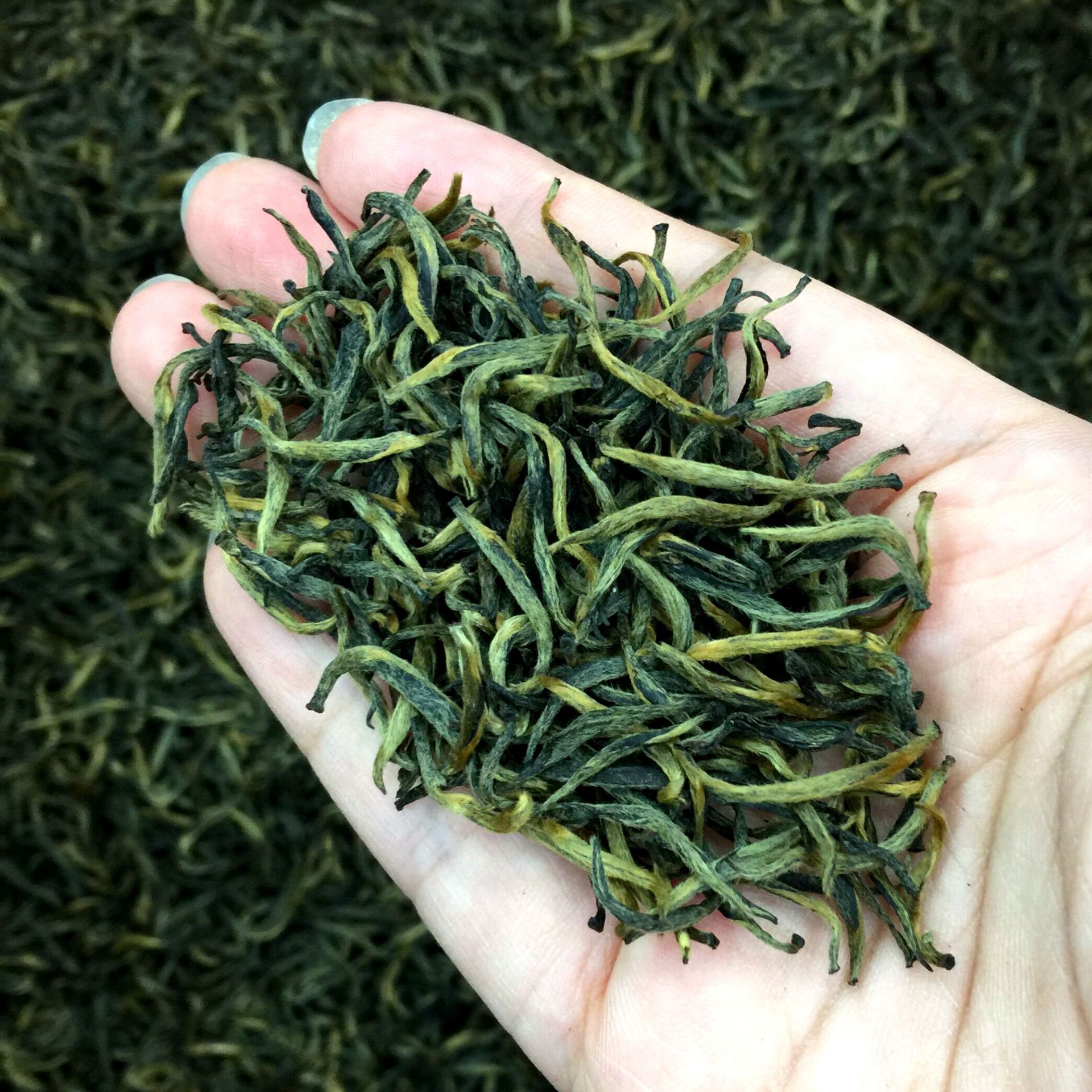 艾达福 梅占金骏眉 瓜子金芽浓花果香2021年桐木关红茶散装小泡袋