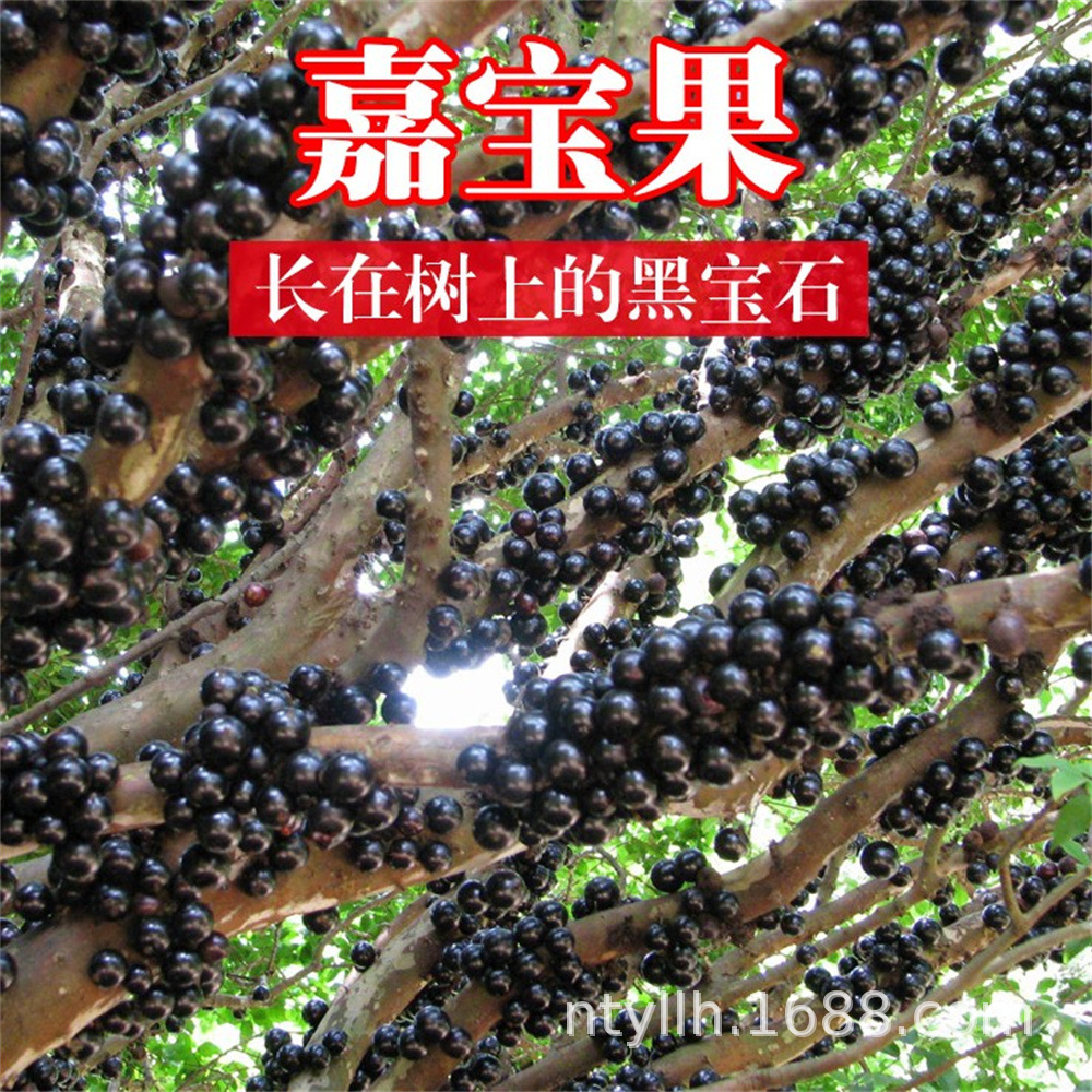 嘉宝果树苗沙巴四季早生台湾树葡萄苗盆地栽南北种植果树当年结果