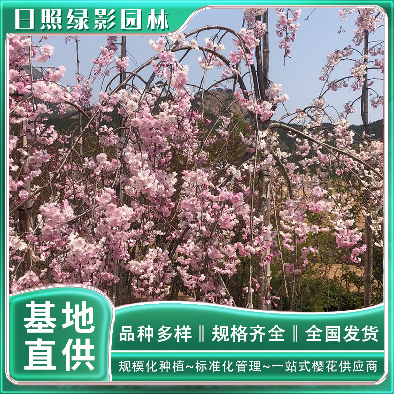樱花基地直销6公分八重红垂枝樱花树苗多少钱一棵 山东绿影园林