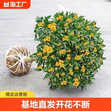 桂花树苗四季桂盆栽开花不断室内阳台庭院浓香型花卉植物精品