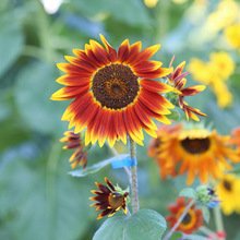 绛雪种子_阿里巴巴找货神器
