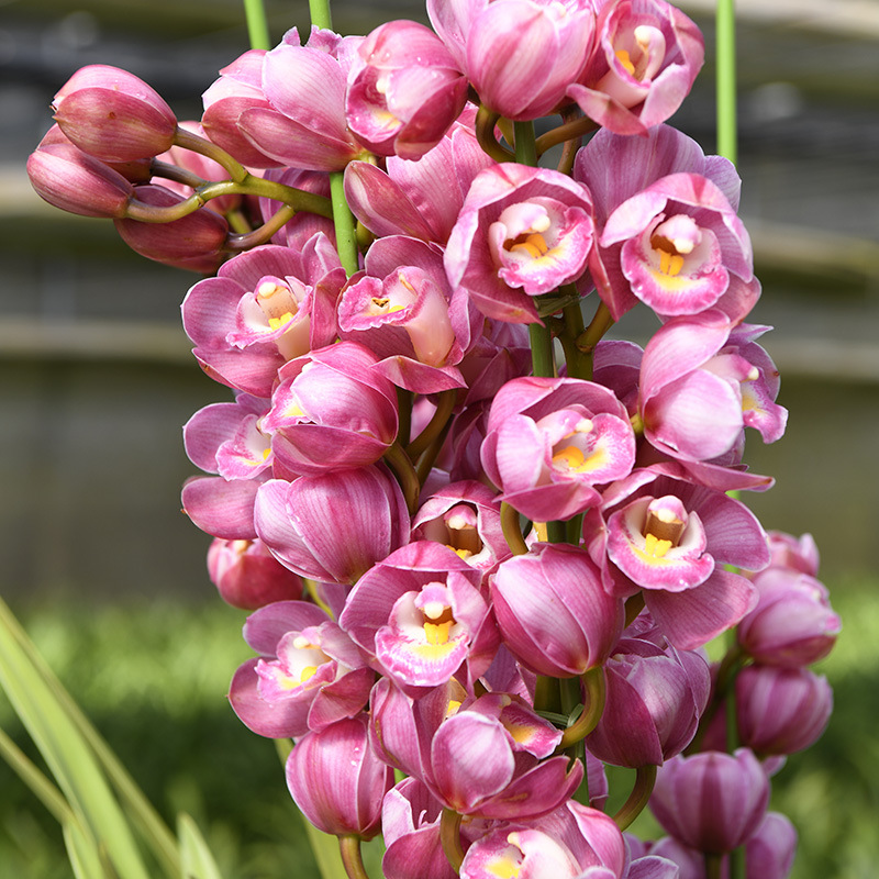 兰神兰花带花苞兰草绣球兰花大花蕙兰阳台好养植物花卉原盆原土