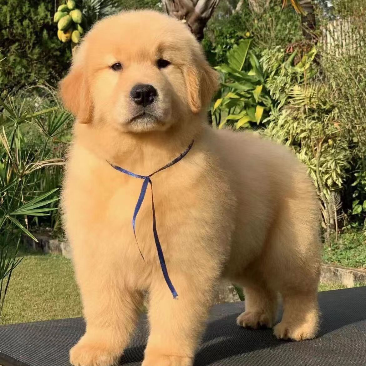 纯种金毛幼犬活体枫叶红沙滩色金毛犬家庭伴侣中型犬宠物狗-阿里巴巴