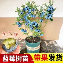 蓝莓树果苗蓝莓苗盆栽地栽奥尼尔特大带果南北方种植庭院阳台果树