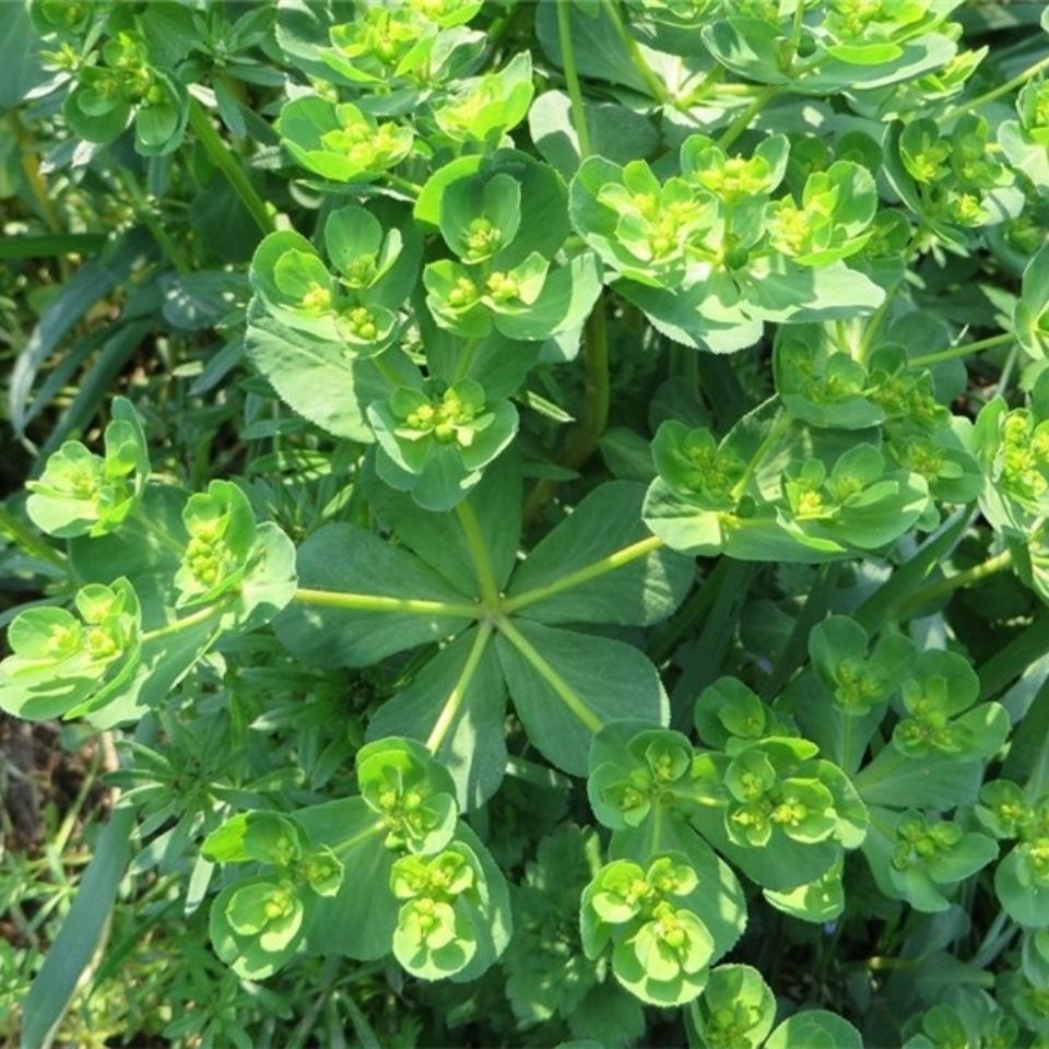 新鲜青草泽漆猫眼草猫儿眼睛草五朵云五灯草乳浆大戟500g包邮