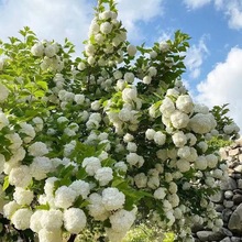 耐寒欧洲木绣球花玫瑰老桩大苗盆栽阳台花卉耐寒耐热易养庭院四季