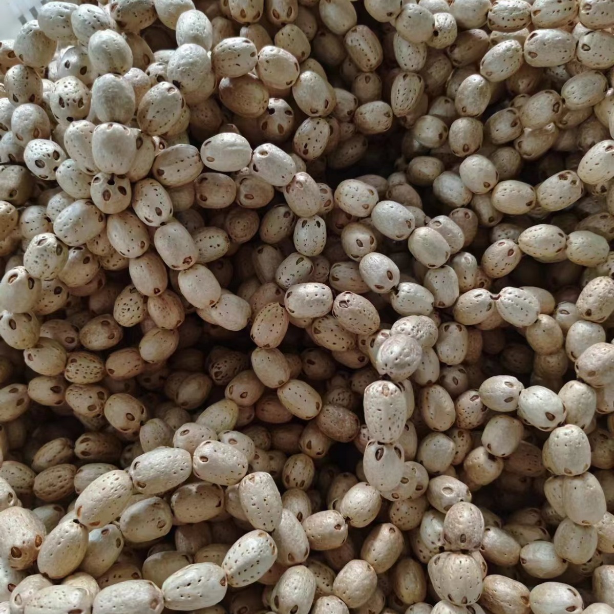 五眼六通 佛珠手链 五眼六通菩提子 五眼六通手串 菩提籽批发