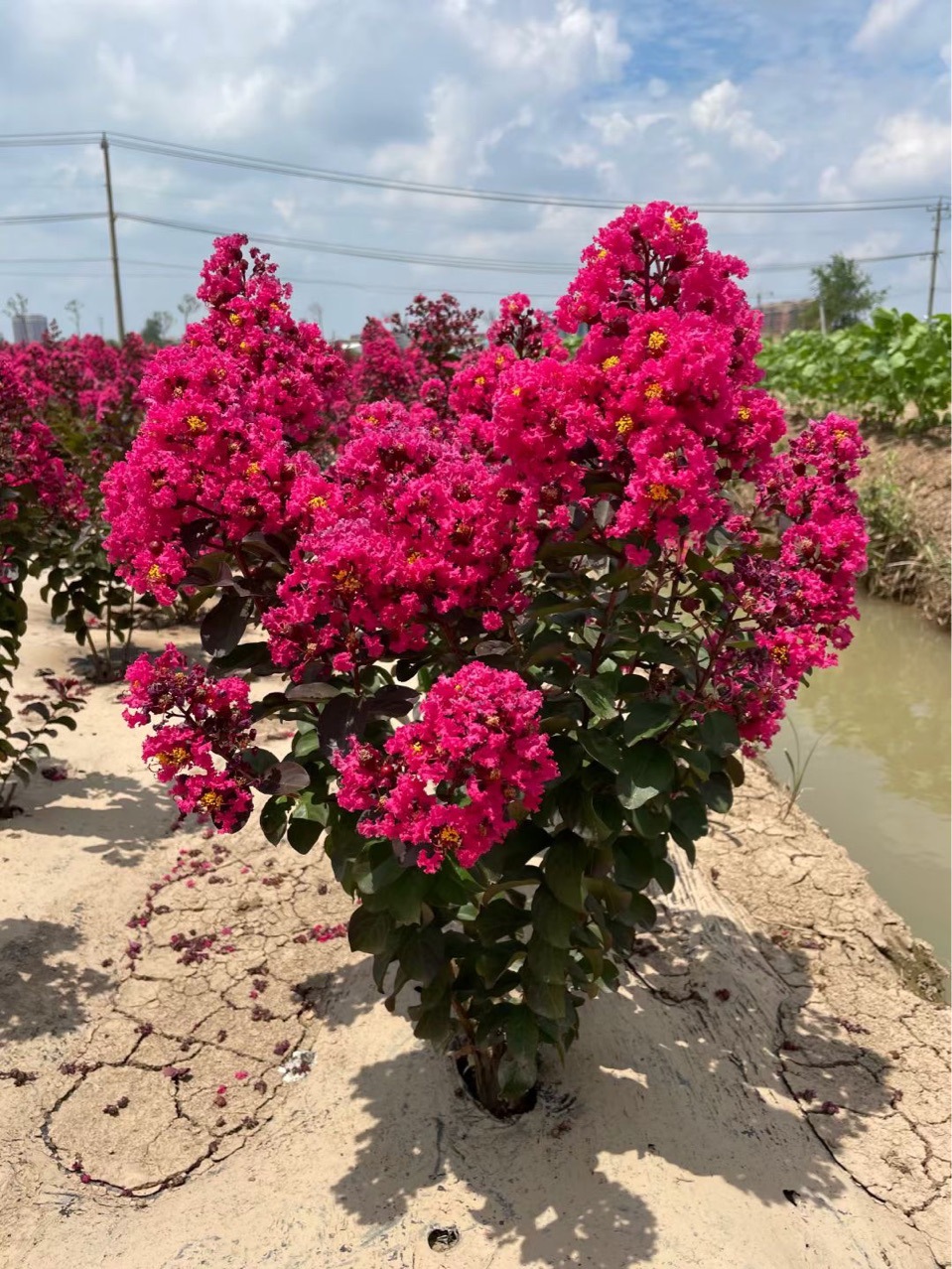 丛生天鹅绒紫薇高度3米冠幅1.8-2米美国紫薇三红紫薇