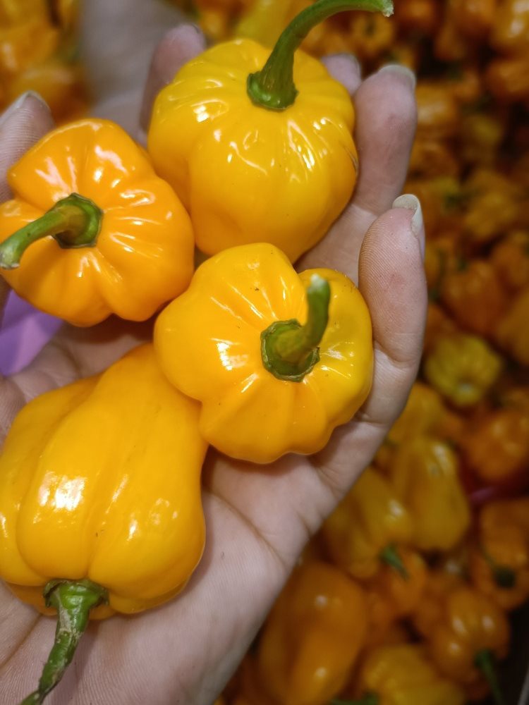 海南三亚发货 特辣 现摘 海南新鲜黄灯笼椒黄辣椒辣椒变态辣-阿里巴巴