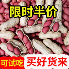花生米生的批发红皮带壳新鲜货年晒干炒熟血小板半斤5斤
