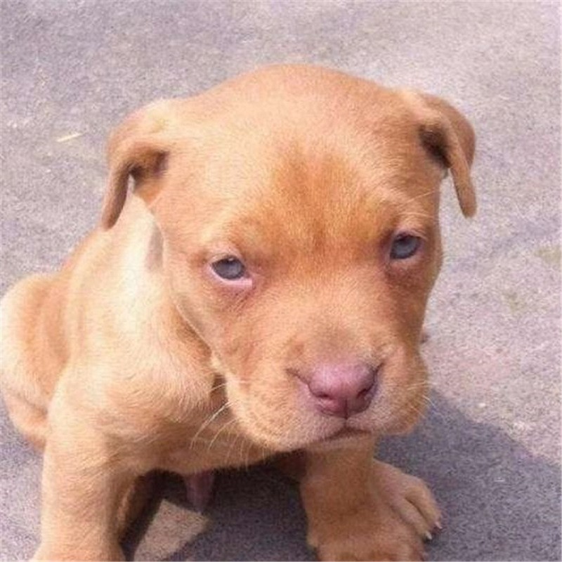 自家繁殖纯种比特犬幼犬 斗狗打野猪比特犬 做疫苗比特犬猛犬批发