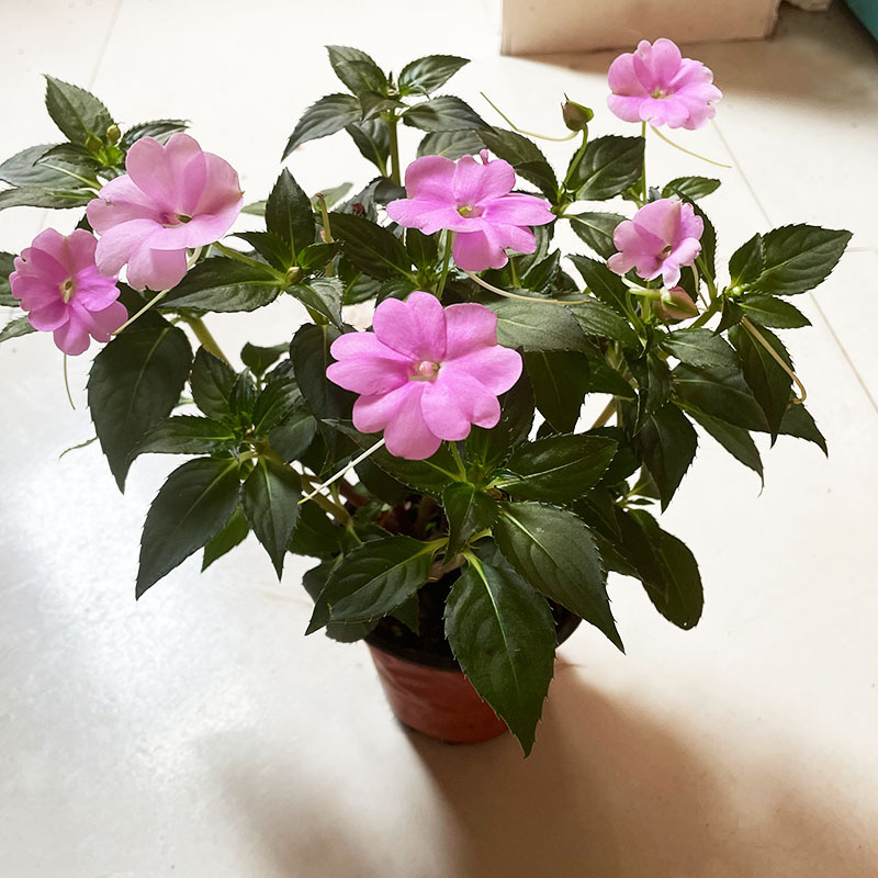 凤仙花盆栽批发 花坛公园庭院地栽绿植杜高30cm 云南凤仙花苗
