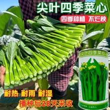 翠宝70天尖叶菜心油绿靓丽茎苔粗大甜脆无渣四季可播 抗病 耐热