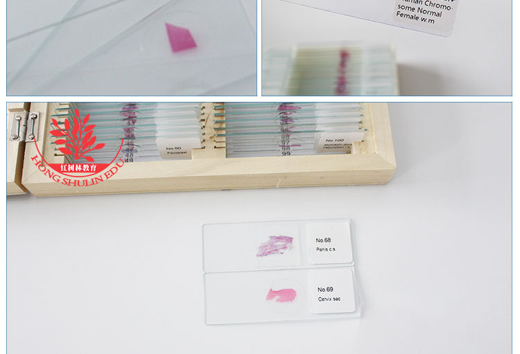 高教组织学类玻片石蜡生物切片100种正常人体组织胚胎学 切片标本
