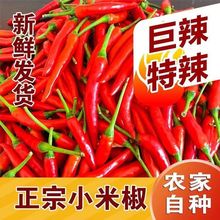 小米椒云南辣椒新鲜现摘现发特辣朝天椒辣红辣椒指天尖椒厂家批发