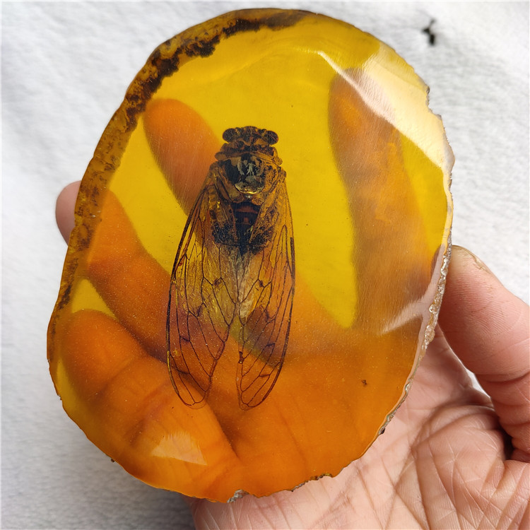 古玩杂项仿古工艺品树脂琥珀昆虫蜻蜓知了蝎子螃蟹蝴蝶标本摆件