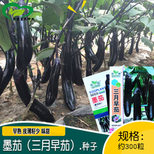 华煜三月早茄茄子种子 农田菜园种植果实长适用性强易栽培茄子籽