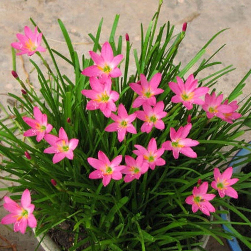 48成交9件四季开花风雨兰种球重瓣韭兰葱兰花苗庭院花卉阳台盆栽种子