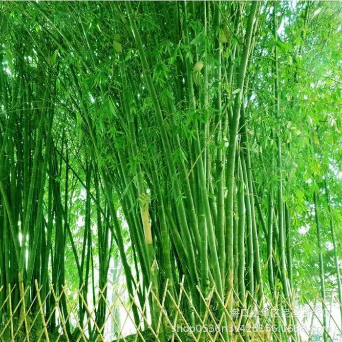 大楠竹种子楠竹种毛竹苗庭院竹子根竹南竹北方耐寒植物亚马逊