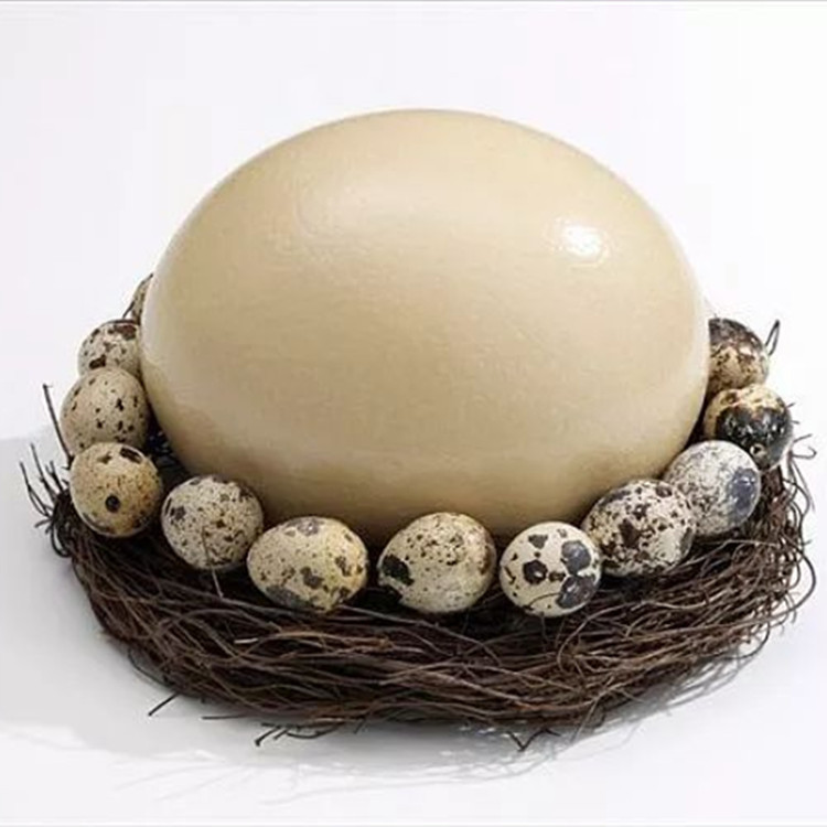 新鲜食用鸵鸟蛋 高营养鸵鸟蛋 新鲜非洲鸵鸟蛋-阿里巴巴