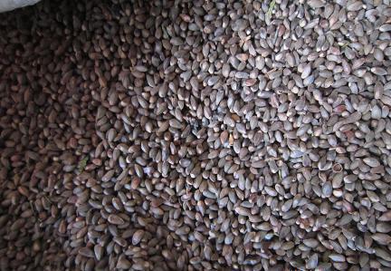 侧柏种子 松柏种子 扁柏种子可嫁接龙柏种子 绿化常青树种子包邮