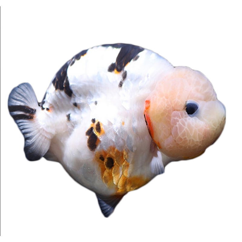 精品兰寿金鱼蓝瘦活鱼纯种鱼苗好养冷水鱼鱼苗潘氏奶牛玉兔观赏鱼