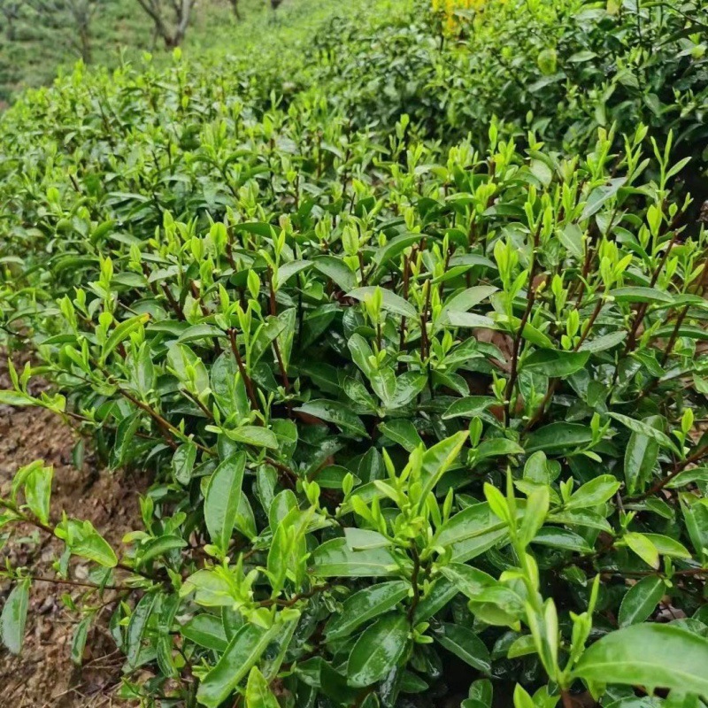 茶树茶厂2年凤记品牌相似新茶原产地高山新茶办公用茶霍山黄芽黄茶