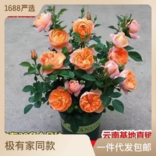 果汁阳台玫瑰花盆栽带花苞一年四季开花蔷薇花卉易好养活月季花苗