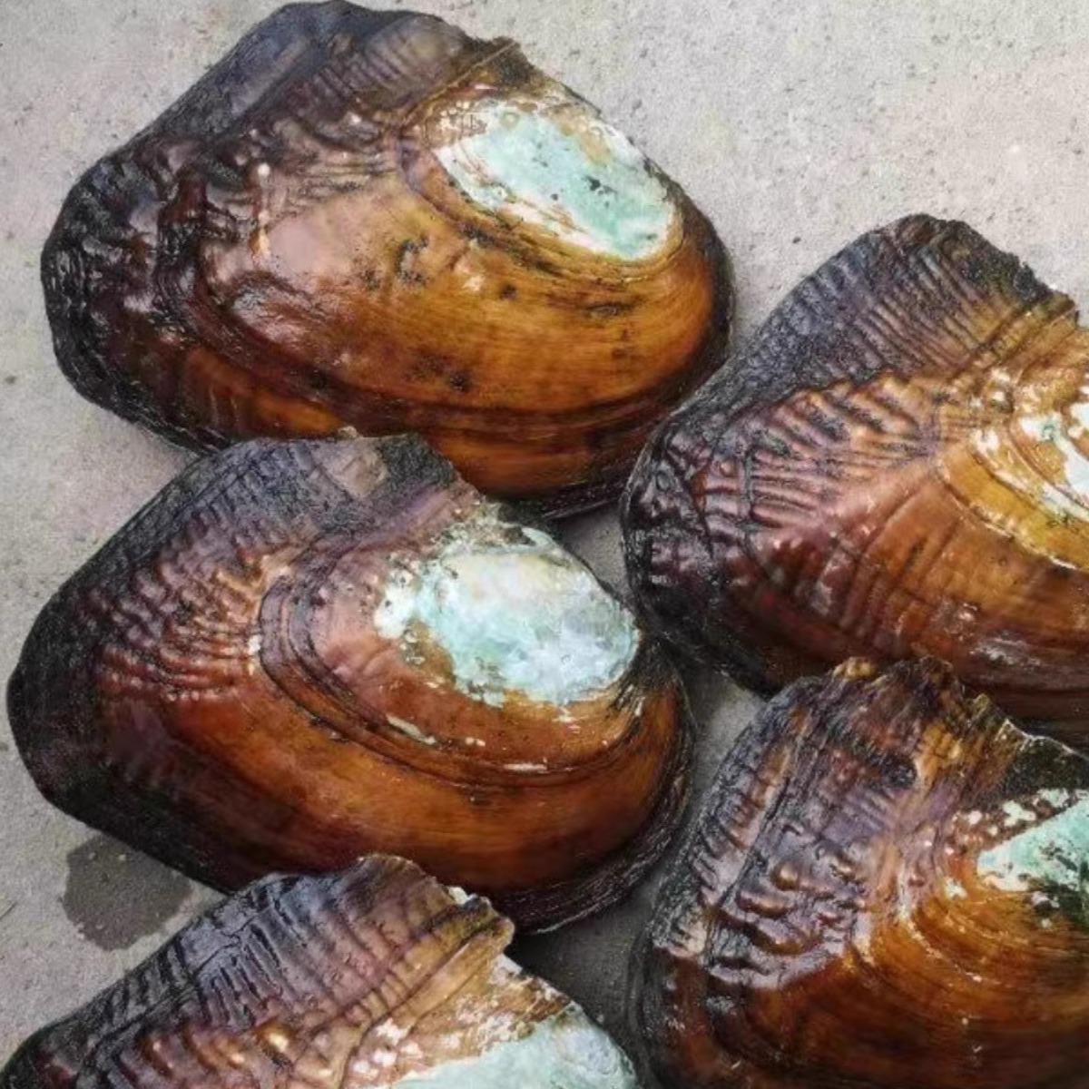 珍珠蚌自己开蚌取珍珠淡水活蚌壳河蚌多珠单珠鲜活真空打批发其他