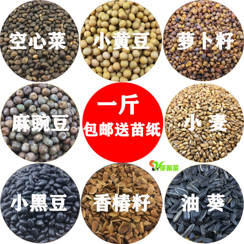 当年结果特大批杷 枇杷苗树 嫁接16种蔬菜种子套餐四季菜种子室内阳台