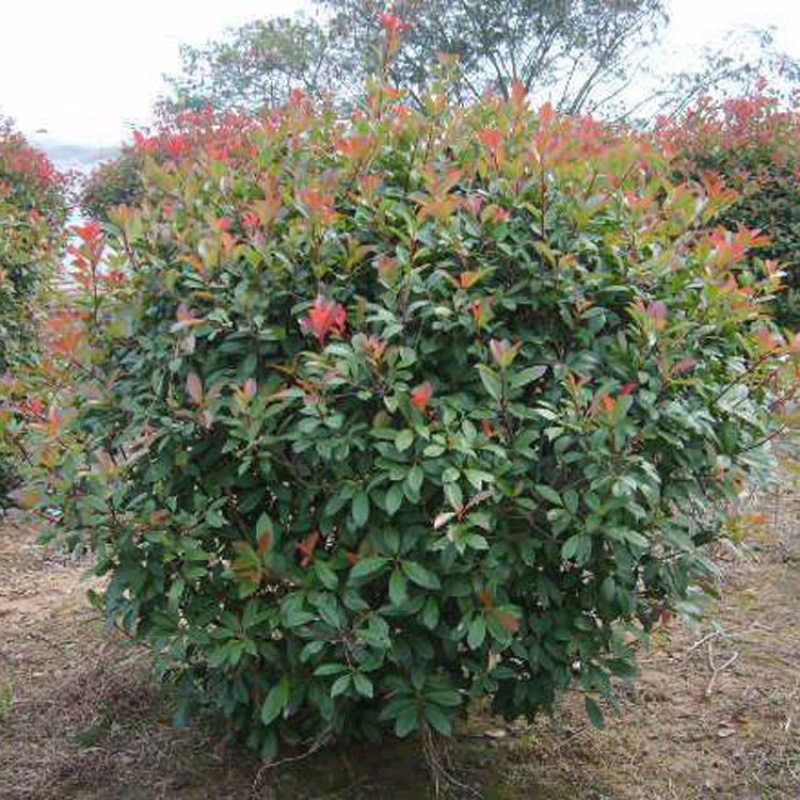 红叶石楠球绿化工程用灌木植物庭院别墅高山丘陵栽种用树基地批发