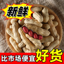 红皮花生米生新货带壳生花生带壳新鲜晒干种子籽红衣花生生的炒货