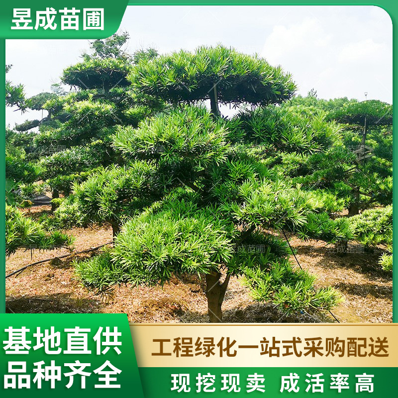 造型罗汉松长沙户外精品8公分粗绿化罗汉松工程造型罗汉松风景树