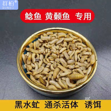 宠物虻饲料昆虫高蛋白鱼饵罗非活幼虫黄骨鱼黑水鲶鱼饵海钓鲫鱼饵