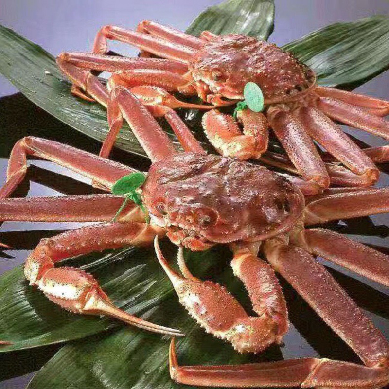 板蟹雪蟹海蟹冰鲜松叶蟹长脚蟹蟹大板蟹2只4斤装独立站一件批发