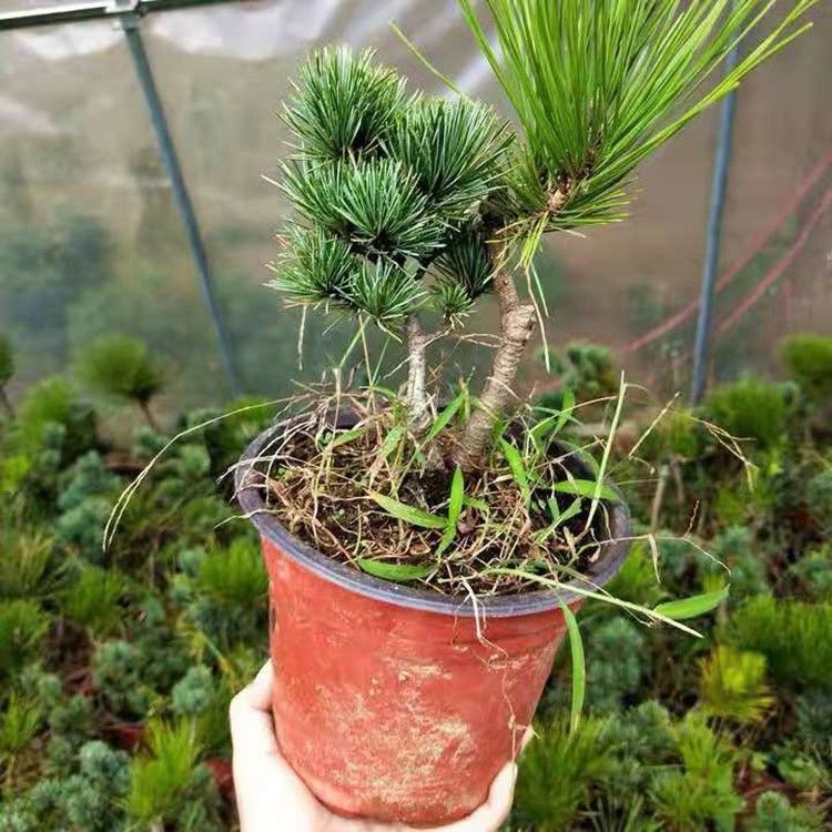 正宗日本嫁接五针松小苗 松树造型盆景苗 黑松嫁接短针大阪松盆
