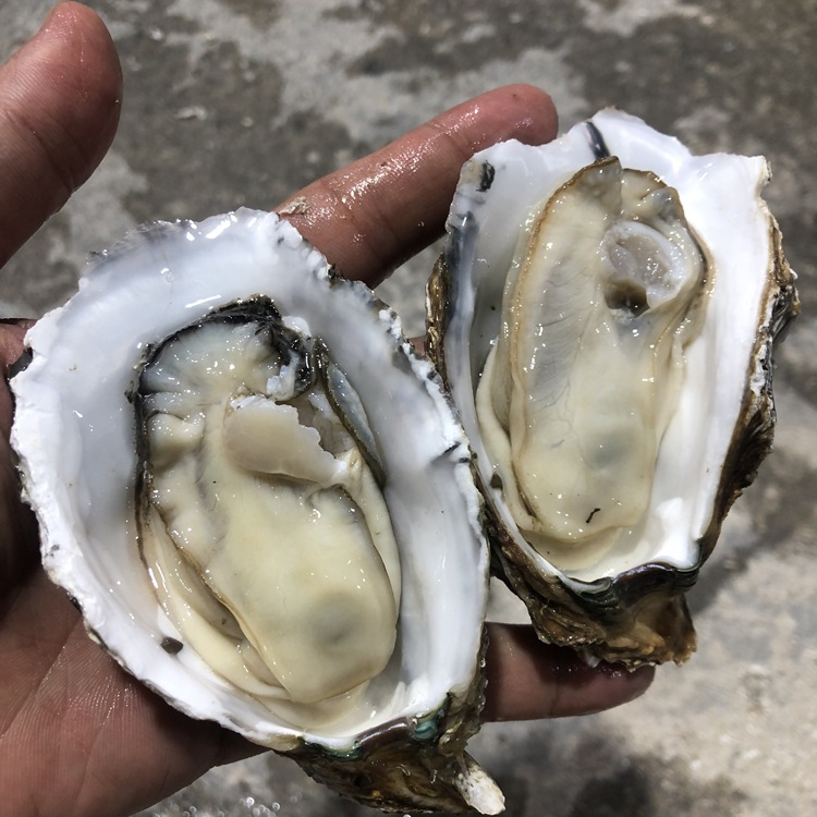 广东台山海鲜水产特大10斤生蚝套餐乳山新鲜超大牡蛎即食蒜蓉海蛎