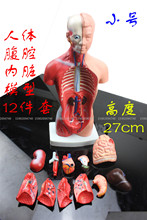 27cm可拆卸医用教学腹腔内脏模型器官肺呼吸肝胆胃肠消化系统人体