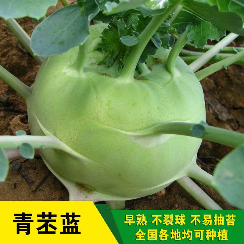 天津青苤兰种子早熟高产青苤蓝水果孑芥蓝春季蔬菜种籽芥兰头菜籽