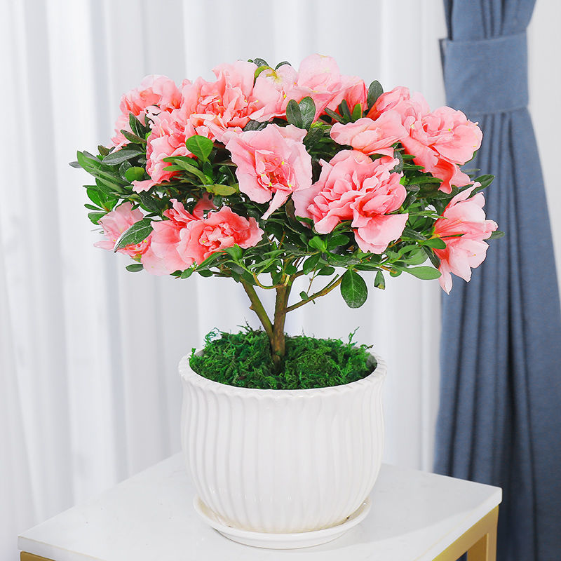 杜鹃花盆栽带花苞发货耐寒植物四季开花阳台花卉易活带花室内绿植