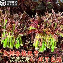 贵州产野菜食用生鲜蔬菜新鲜现摘头茬香椿芽椿菜叶500g顺丰包邮