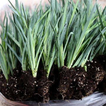 云南康乃馨花苗花卉苗植物庭院室内鲜花四季开花种苗一件代发批发